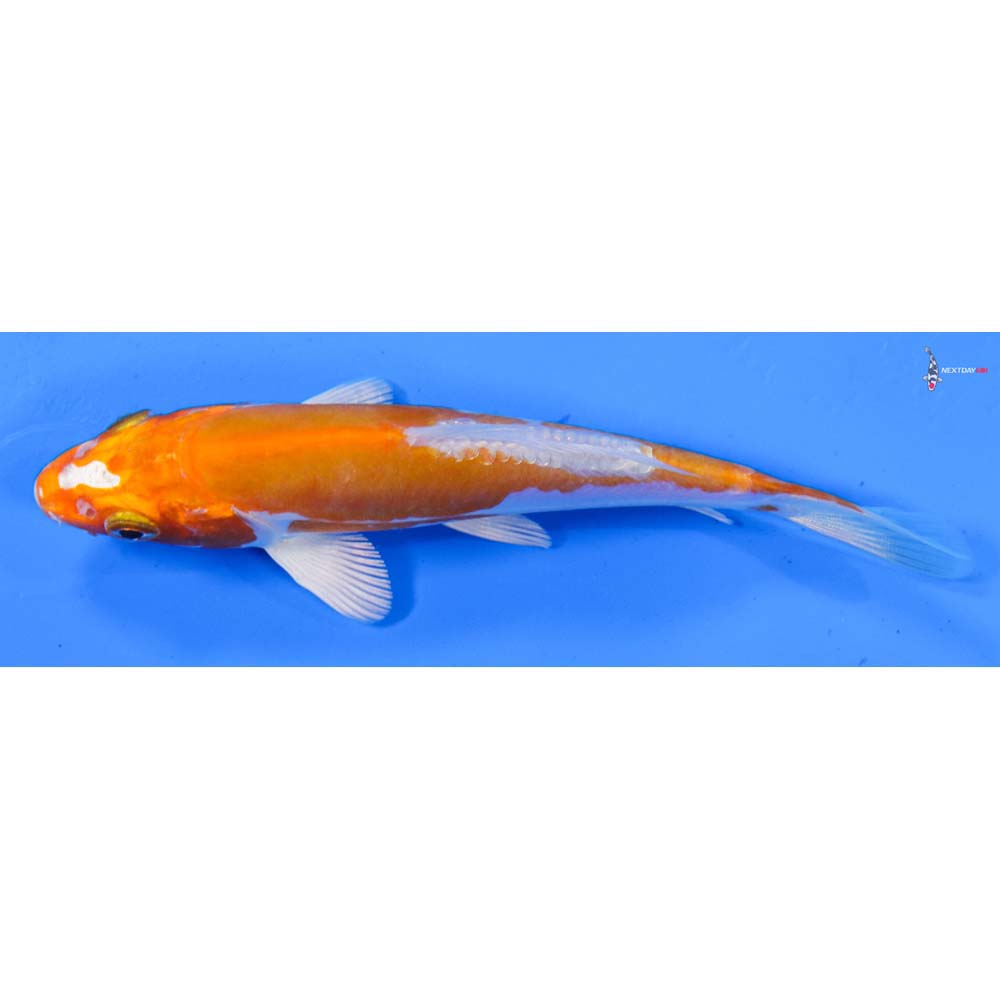 4.5” Imported Kikusui