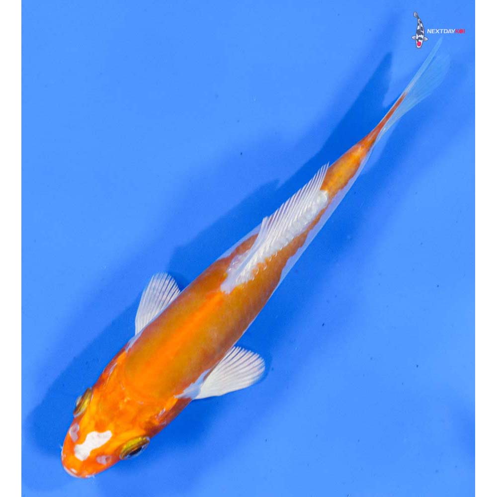 4.5” Imported Kikusui