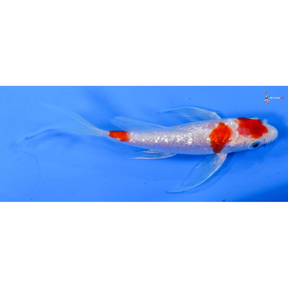 5.5” Imported Gin Rin Kohaku Butterfly Koi