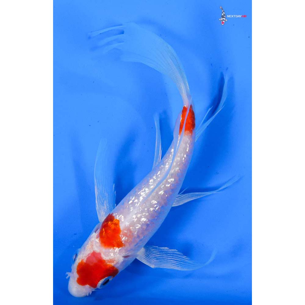5.5” Imported Gin Rin Kohaku Butterfly Koi