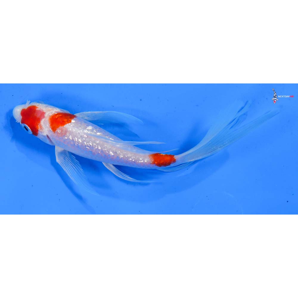 5.5” Imported Gin Rin Kohaku Butterfly Koi