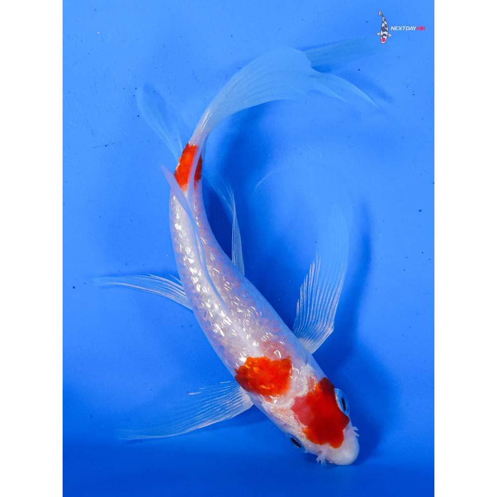 5.5” Imported Gin Rin Kohaku Butterfly Koi