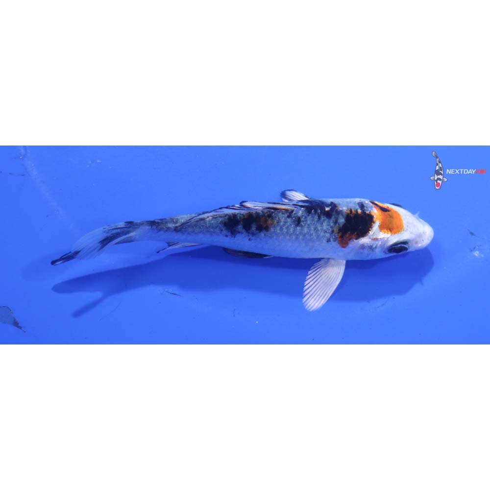 4” Imported Yamato Nishiki