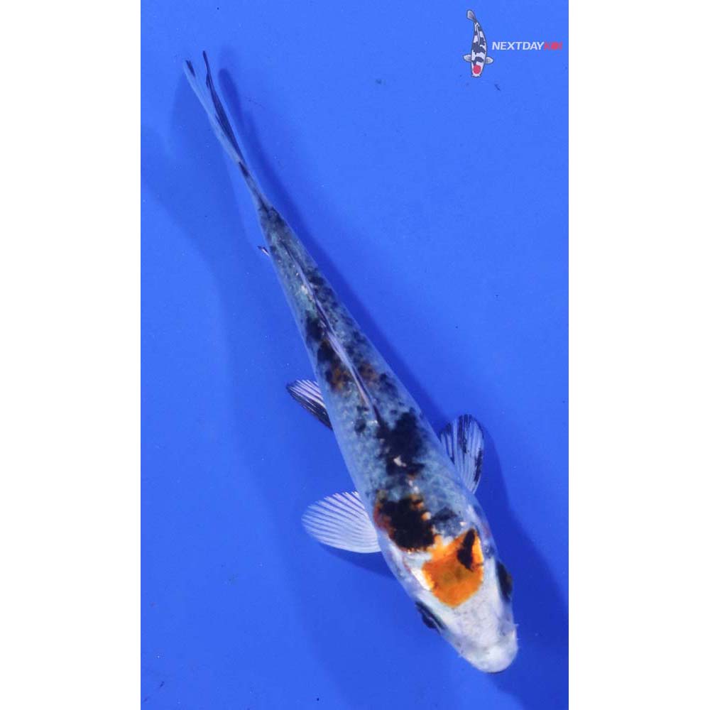 4” Imported Yamato Nishiki