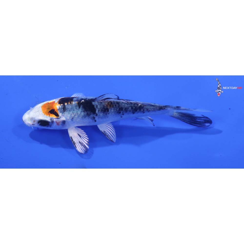 4” Imported Yamato Nishiki