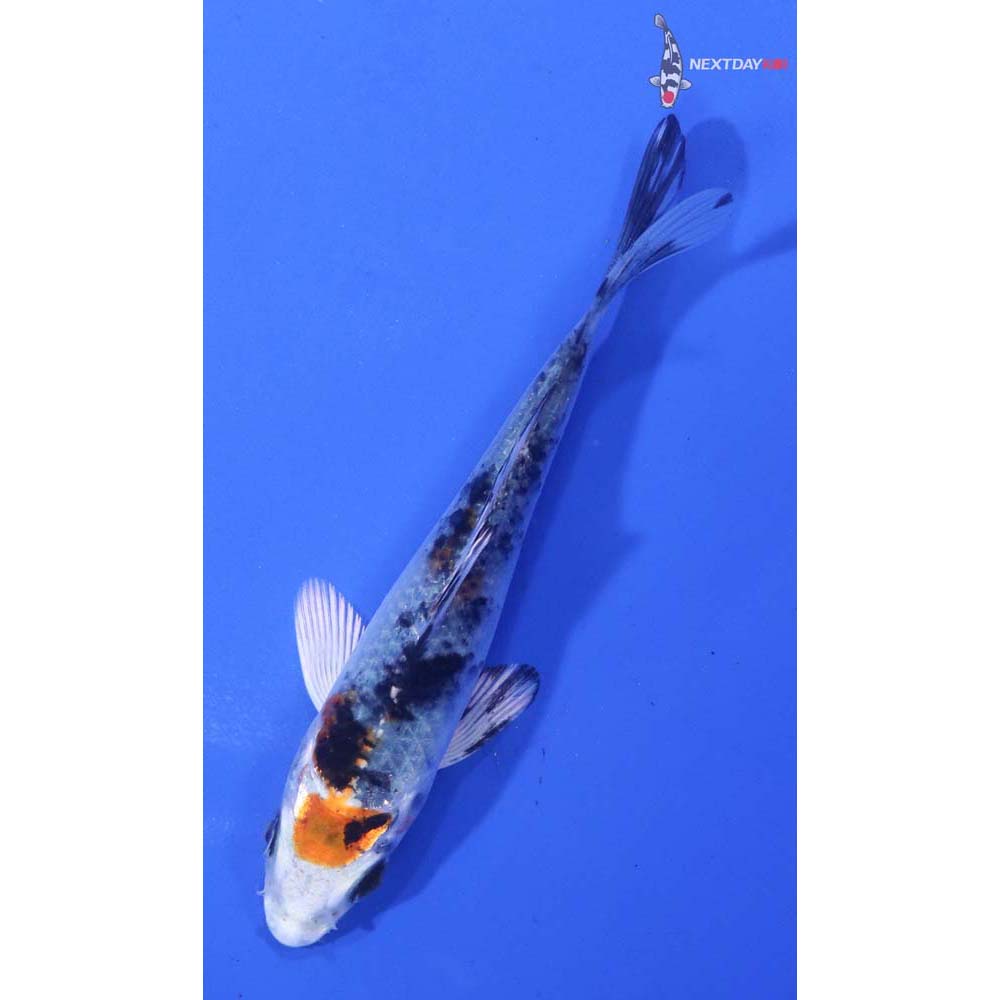 4” Imported Yamato Nishiki