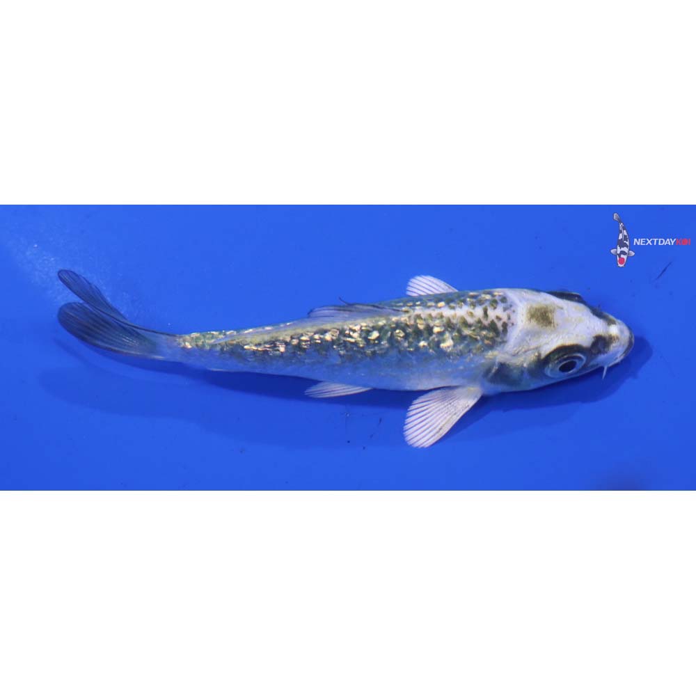 3.5” Imported Kujaku