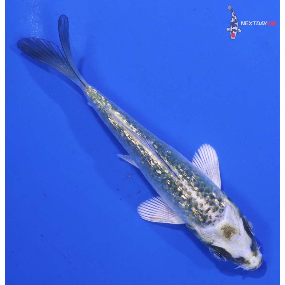 3.5” Imported Kujaku