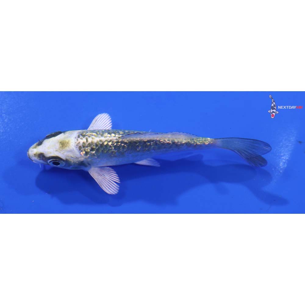 3.5” Imported Kujaku