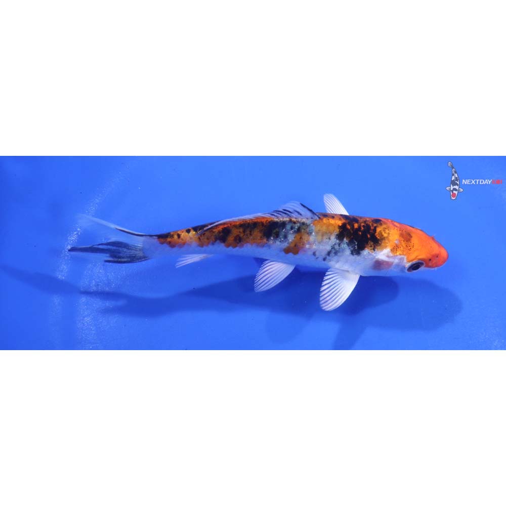 4.5” Imported Yamato Nishiki