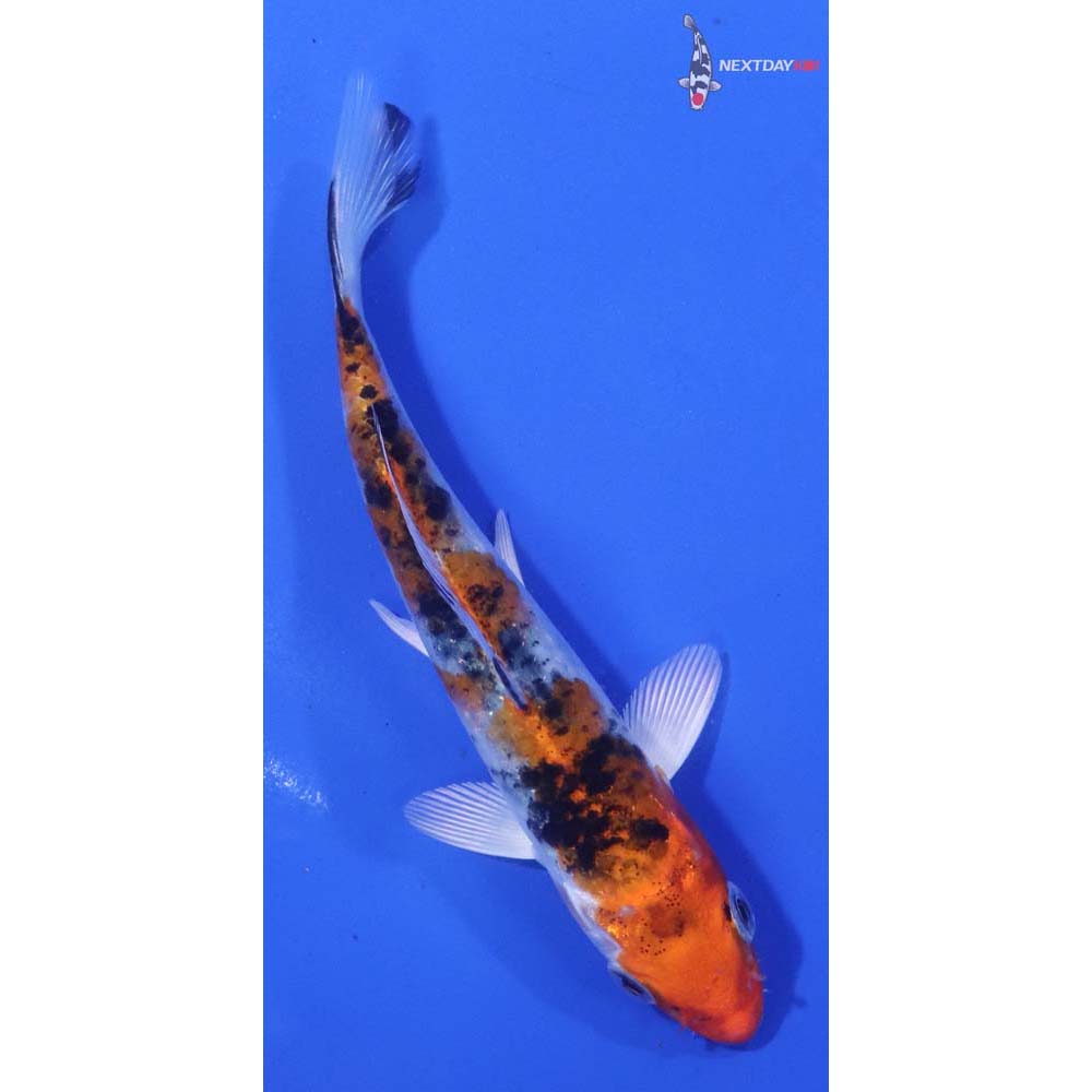4.5” Imported Yamato Nishiki