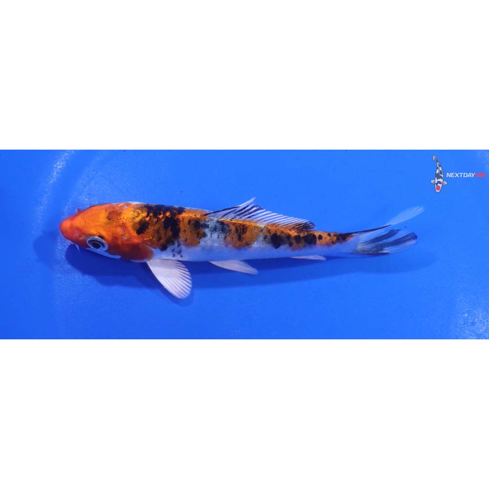 4.5” Imported Yamato Nishiki