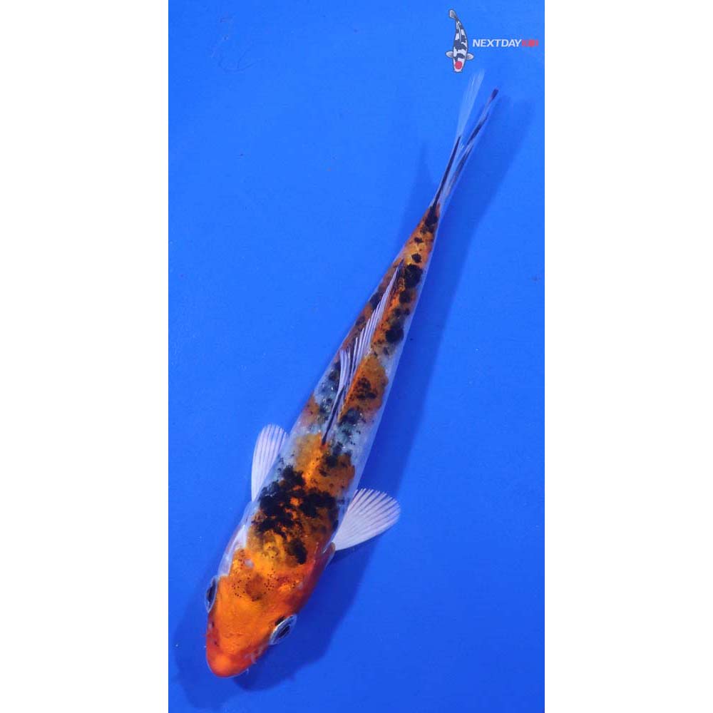 4.5” Imported Yamato Nishiki