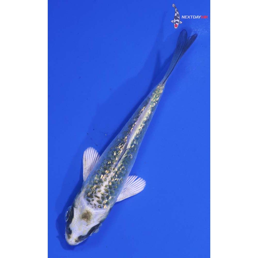 3.5” Imported Kujaku