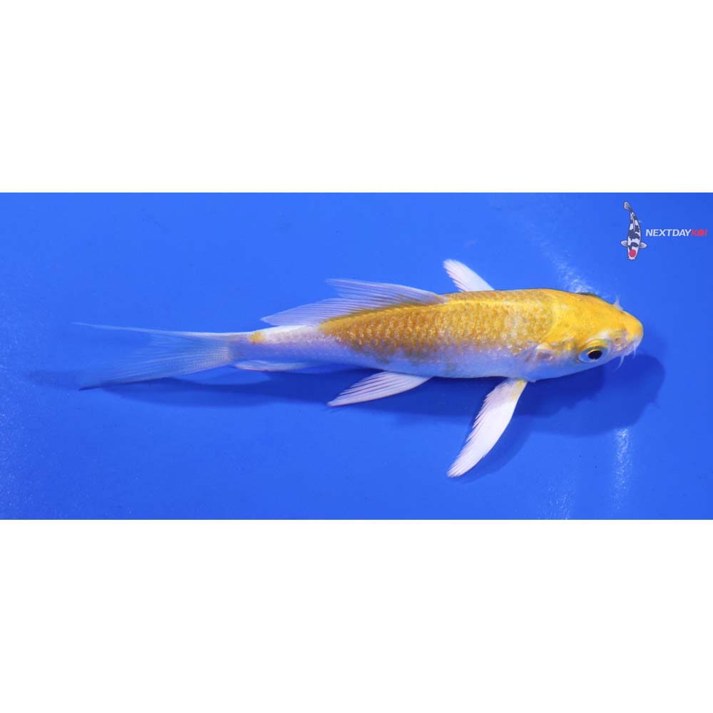 4” Imported Lemon Hariwake Butterfly Koi