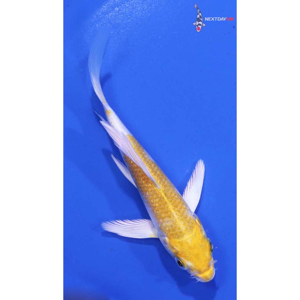 4” Imported Lemon Hariwake Butterfly Koi