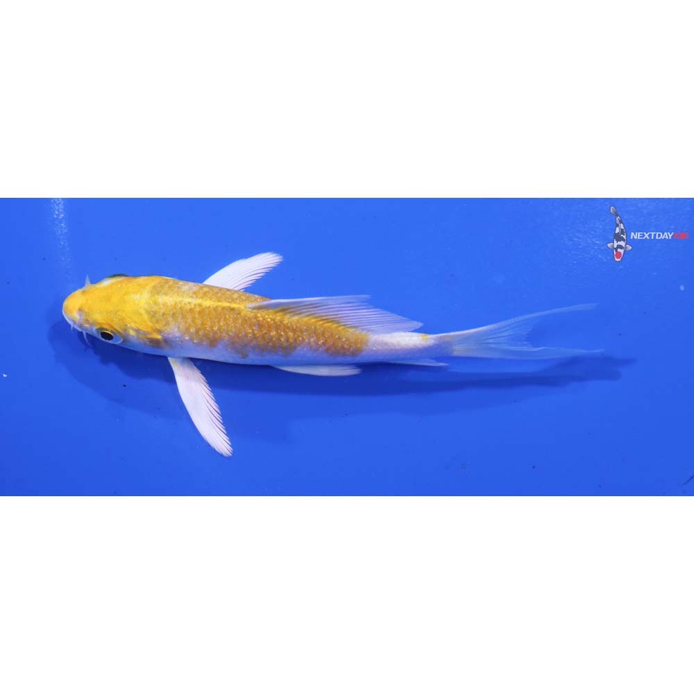 4” Imported Lemon Hariwake Butterfly Koi