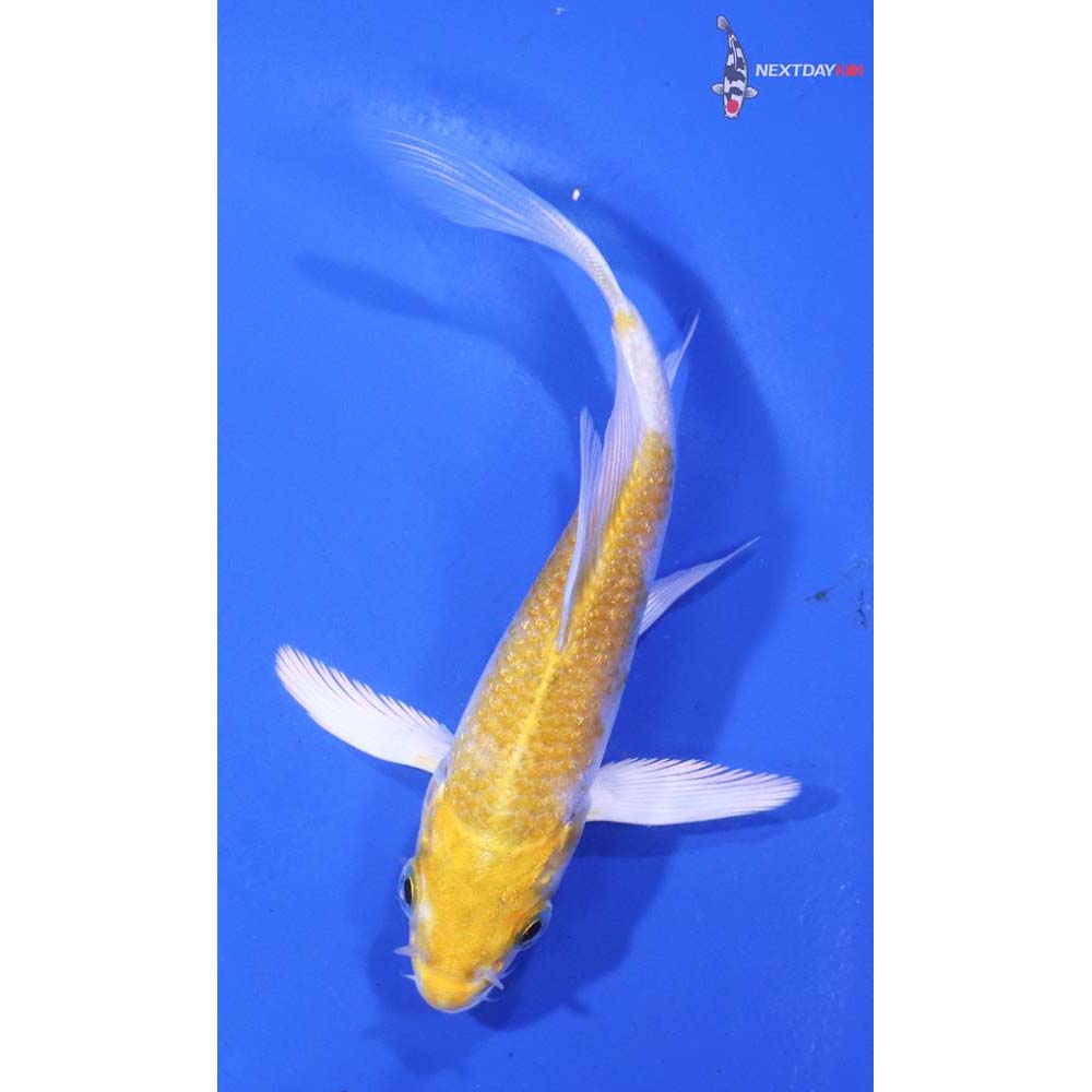 4” Imported Lemon Hariwake Butterfly Koi