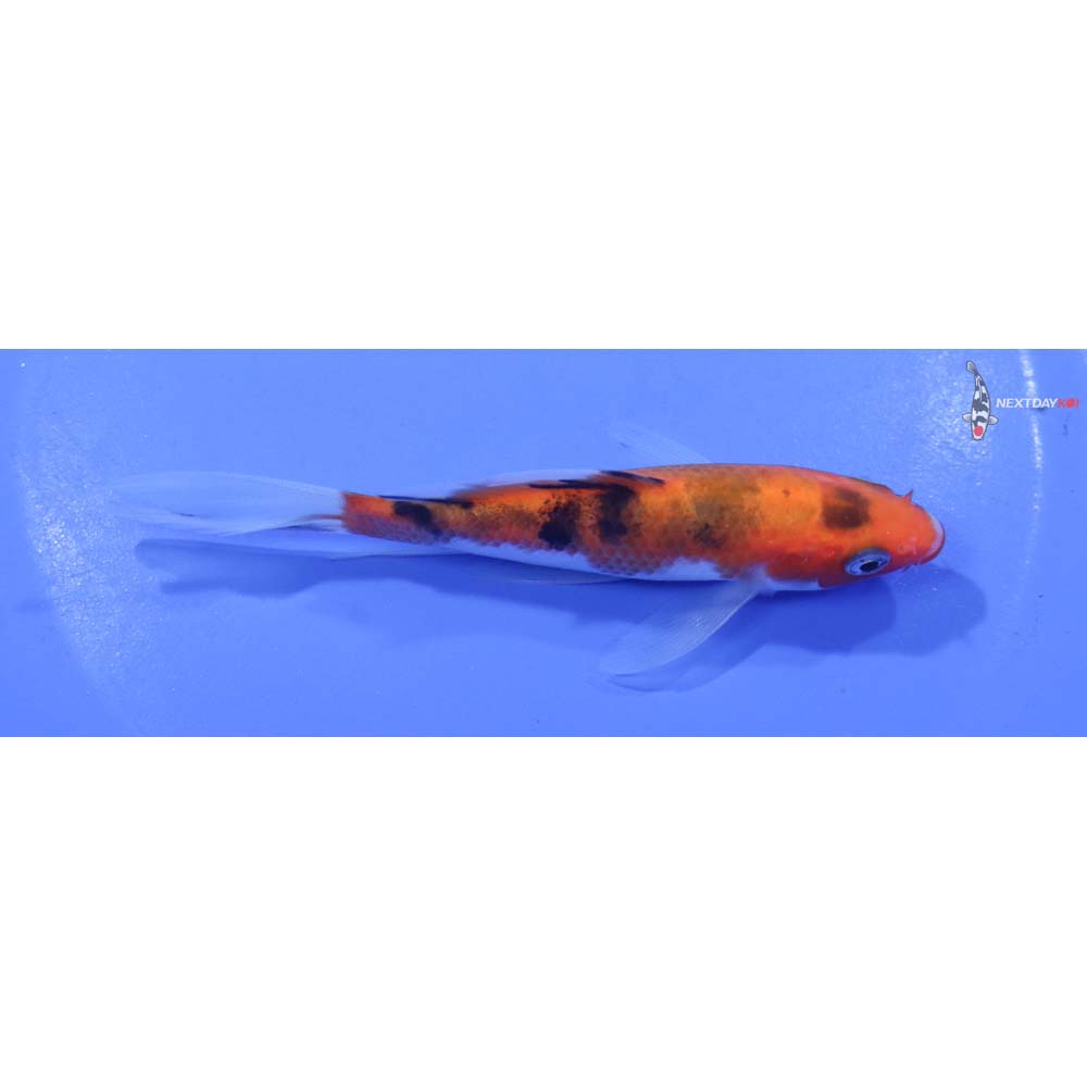 4.5” Imported Sanke Butterfly Koi