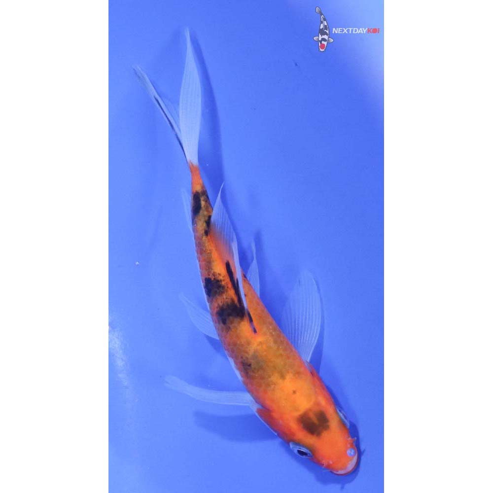 4.5” Imported Sanke Butterfly Koi