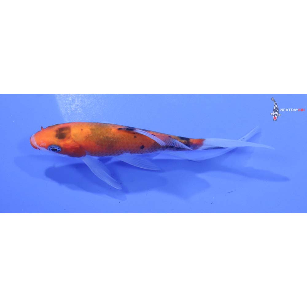 4.5” Imported Sanke Butterfly Koi