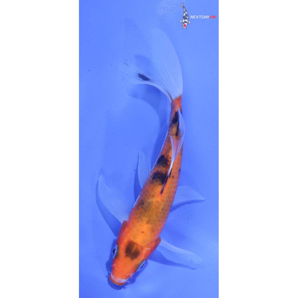 4.5” Imported Sanke Butterfly Koi