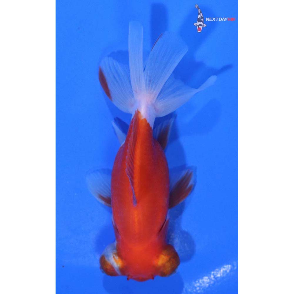 3.5” Imported Red and White Telescope Fantail