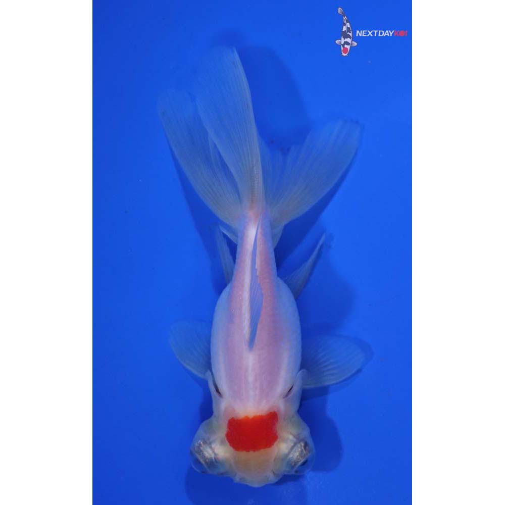 4” Imported Red and White Telescope Fantail