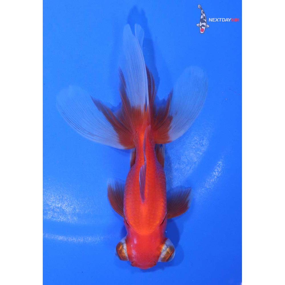4.5” Imported Red and White Telescope Fantail
