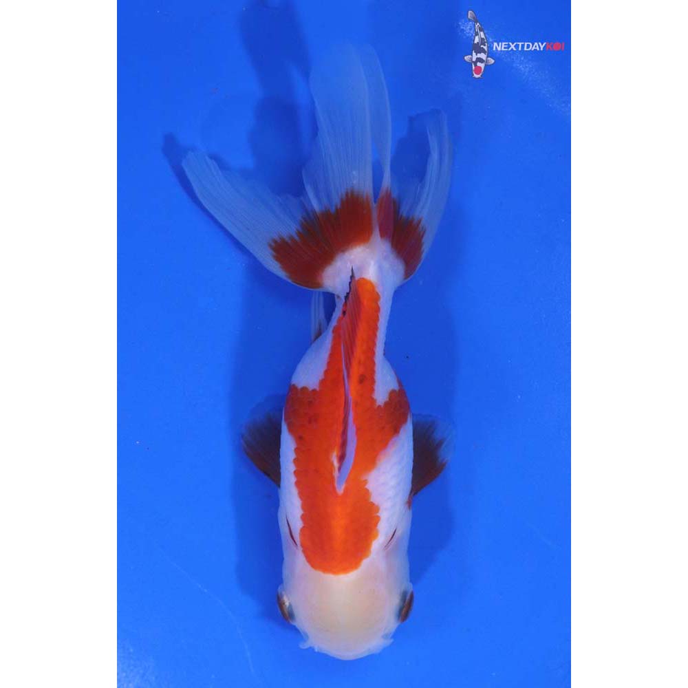 4.5” Imported Red and White Oranda