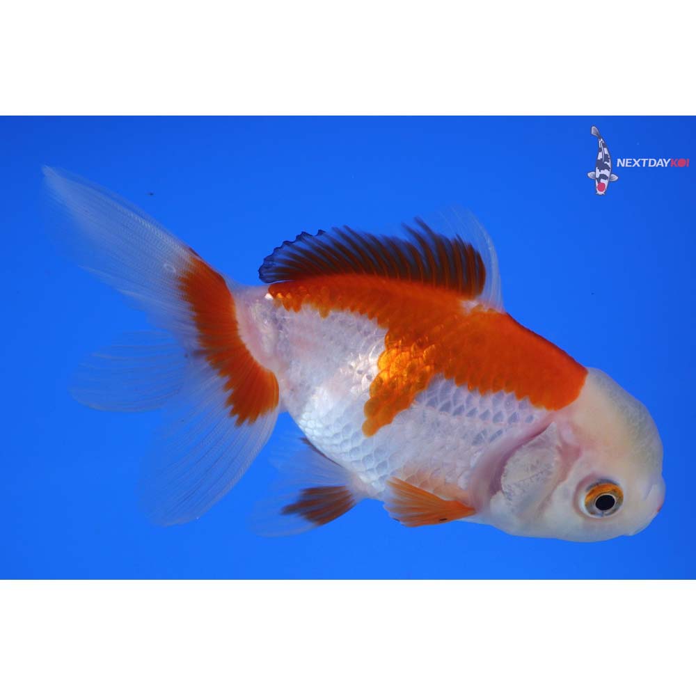 4.5” Imported Red and White Oranda