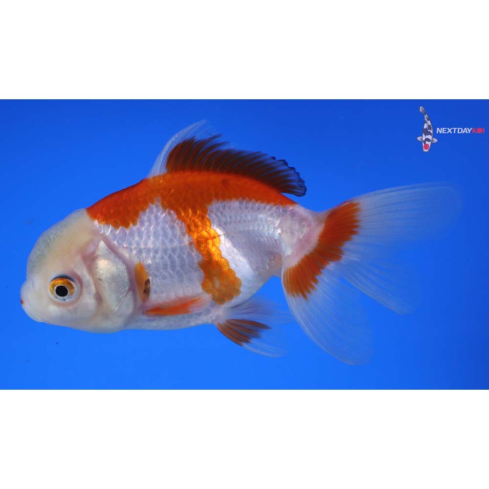 4.5” Imported Red and White Oranda