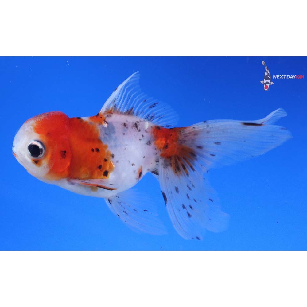 4.5” Imported Calico Oranda