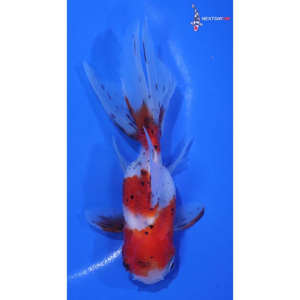 4.5” Imported Calico Oranda