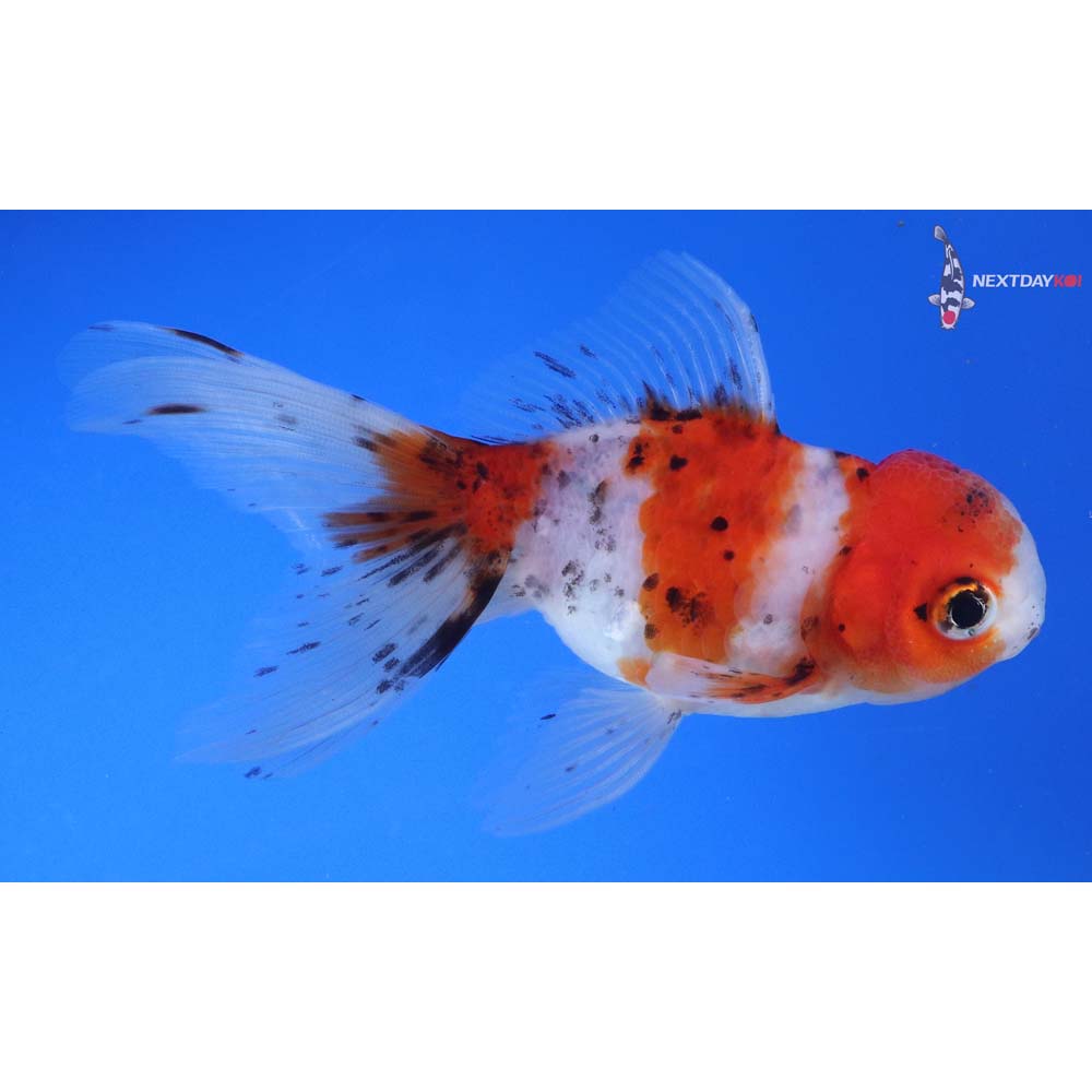 4.5” Imported Calico Oranda