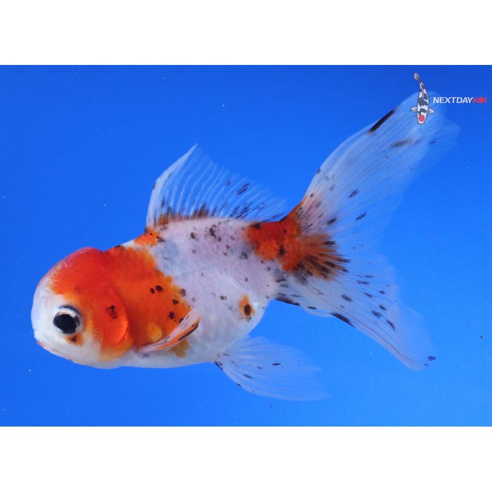 4.5” Imported Calico Oranda