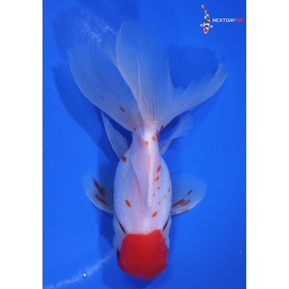 4.5” Imported Red and White Oranda