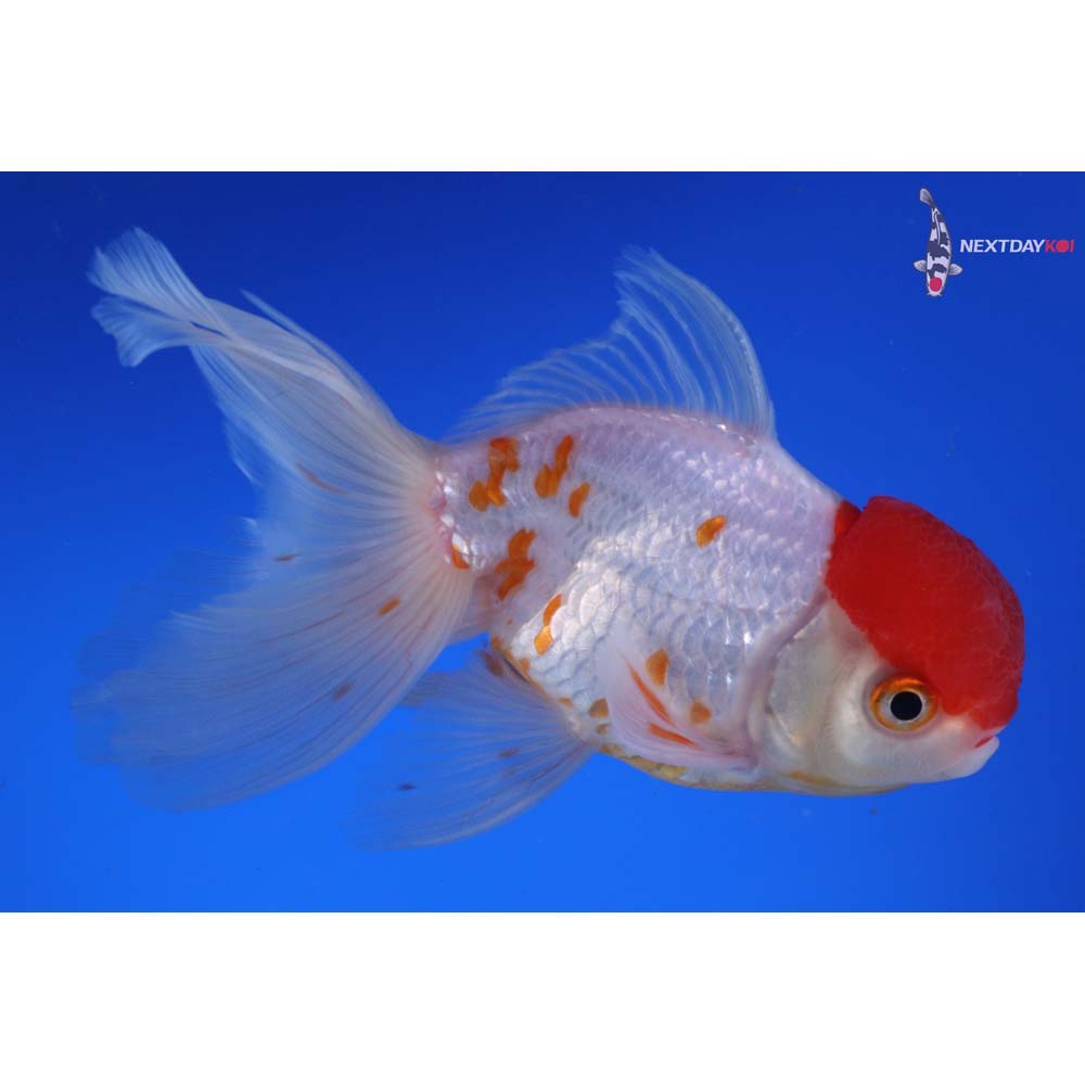 4.5” Imported Red and White Oranda