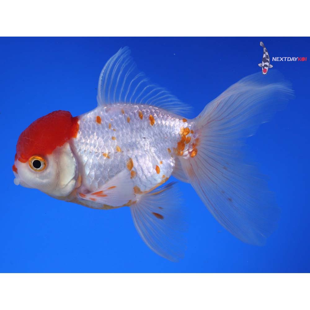 4.5” Imported Red and White Oranda