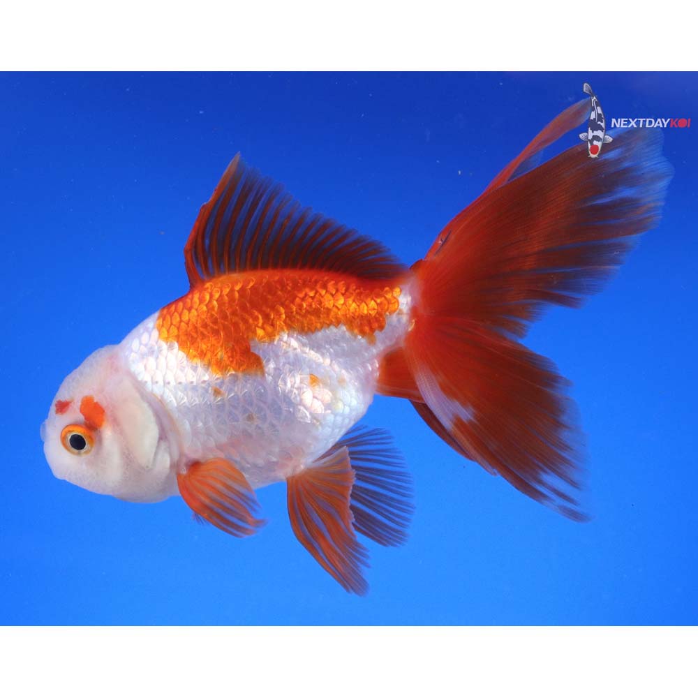 5.5” Imported Red and White Oranda