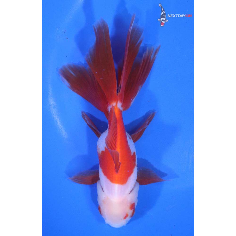 5.5” Imported Red and White Oranda