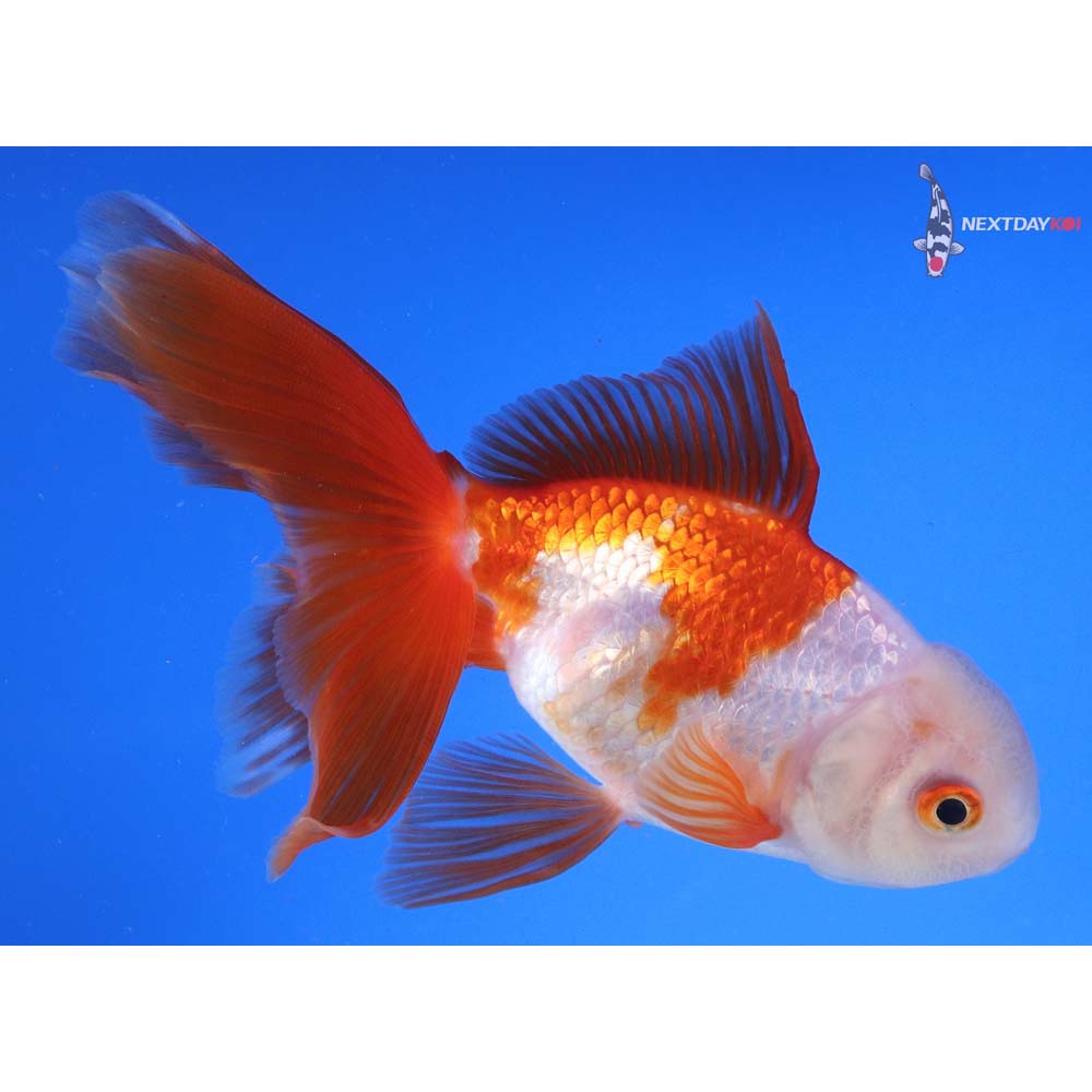5.5” Imported Red and White Oranda