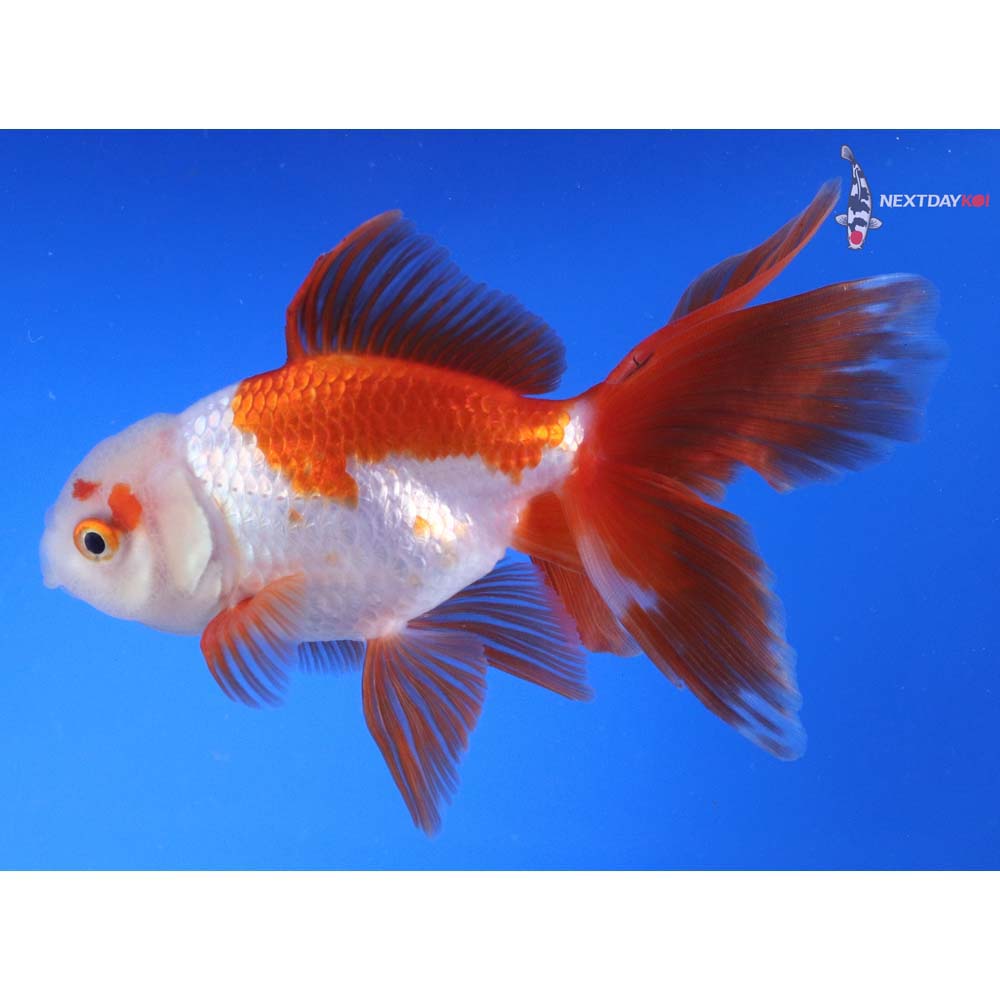 5.5” Imported Red and White Oranda