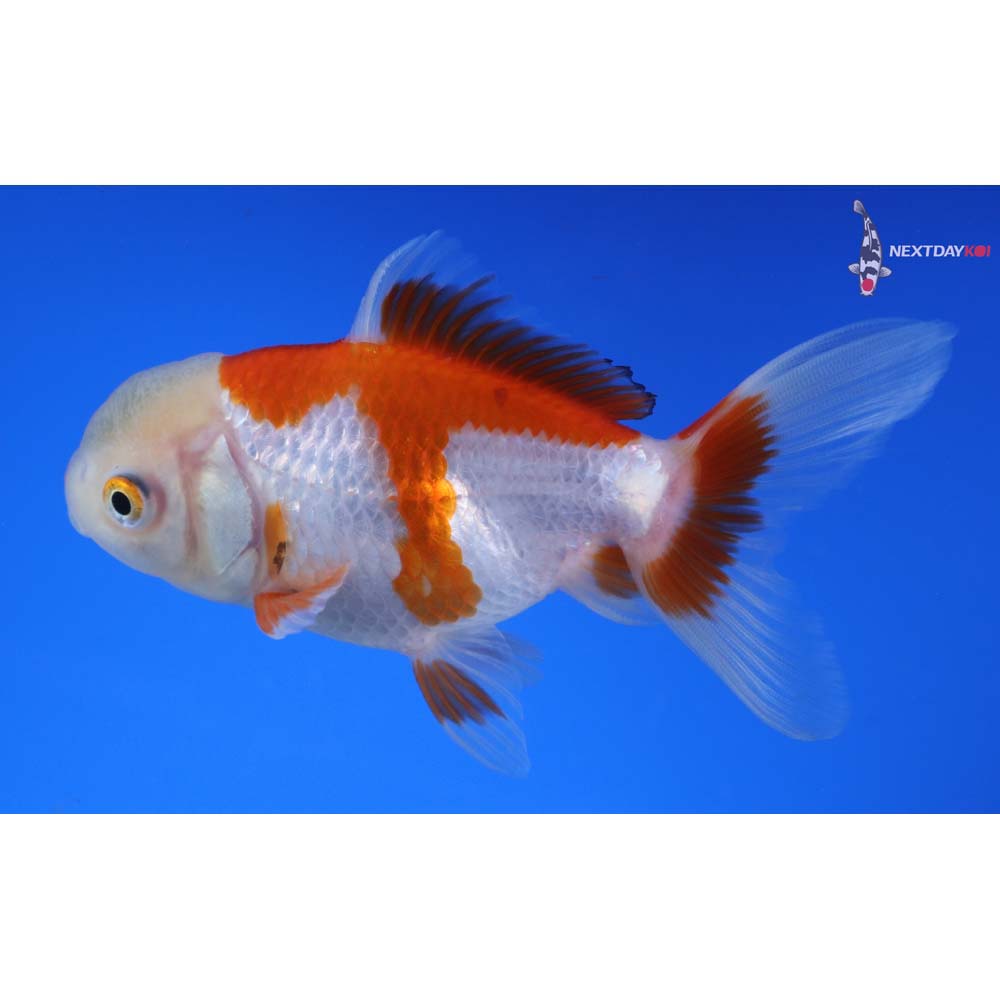4.5” Imported Red and White Oranda