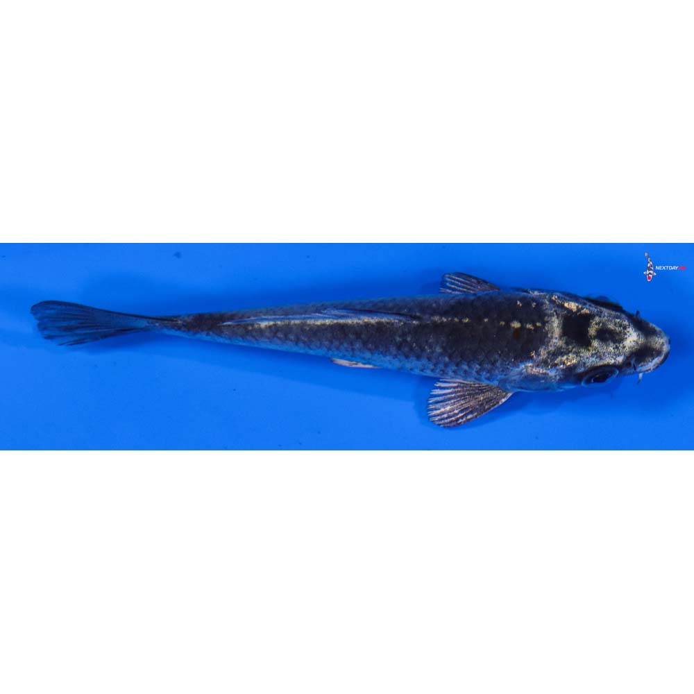 3.5” Imported Gin Matsuba