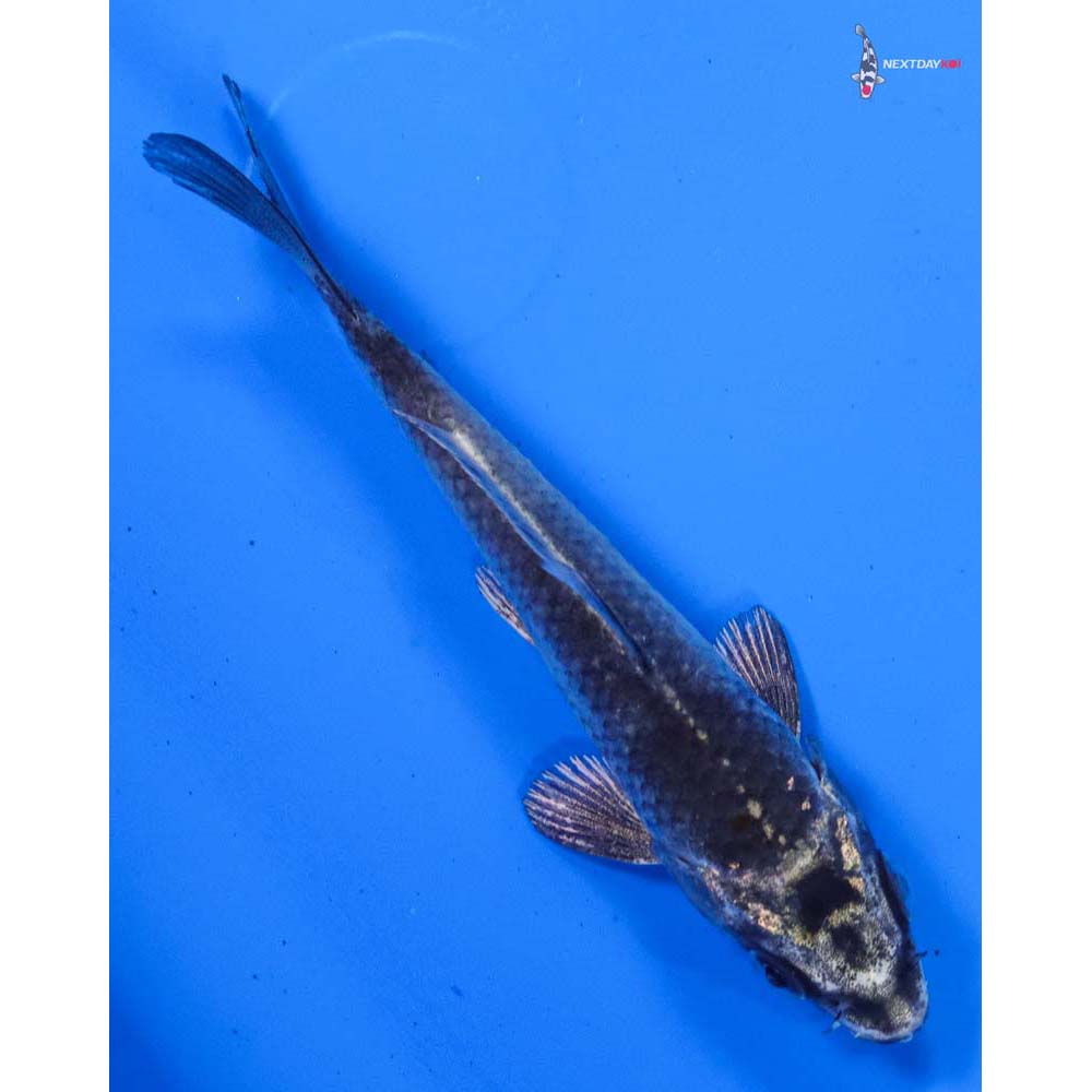 3.5” Imported Gin Matsuba