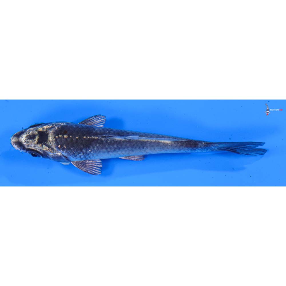 3.5” Imported Gin Matsuba