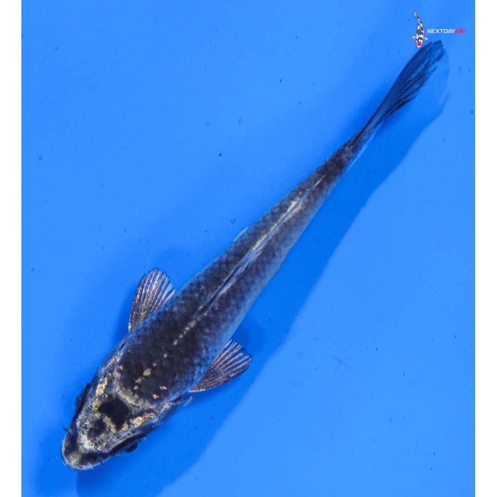 3.5” Imported Gin Matsuba