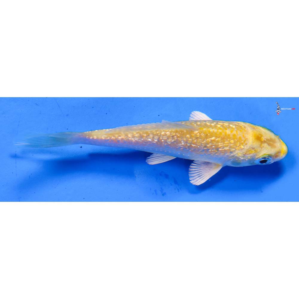 3.5” Imported Gin Rin Lemon Hariwake