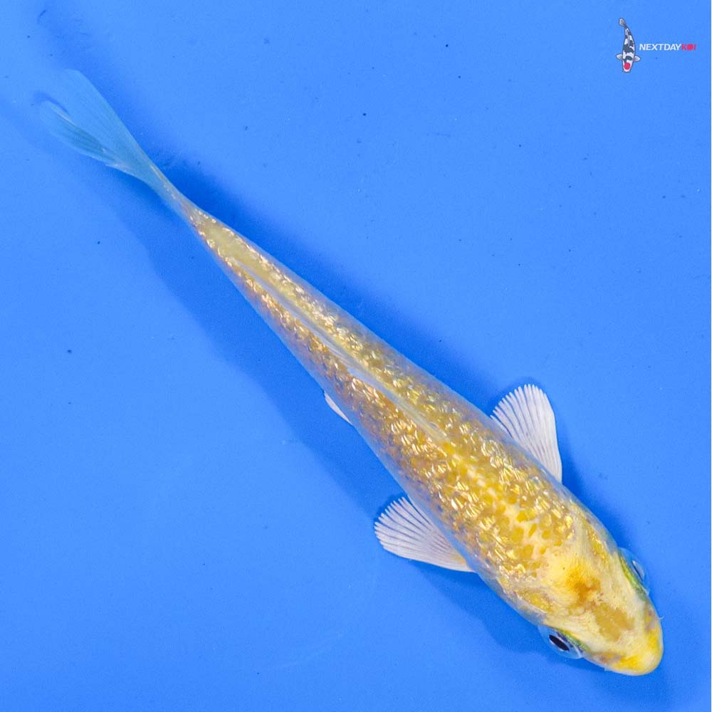 3.5” Imported Gin Rin Lemon Hariwake